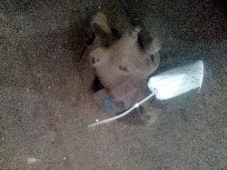View Auto part Caliper Toyota Echo 2001