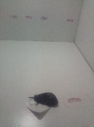 View Auto part Door Handle Holden Commodore 2004