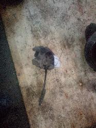 View Auto part Caliper Mazda 3 2004